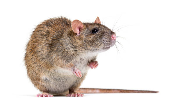 rato